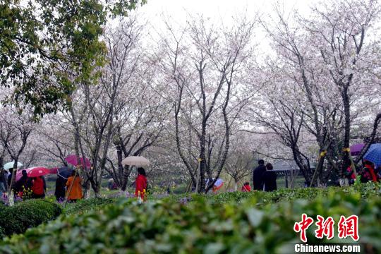 游客穿行在樱花大道上。　王昊阳　摄
