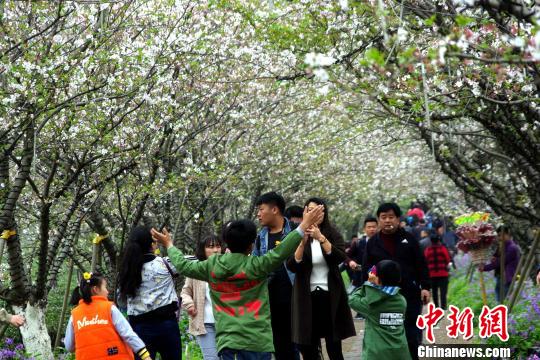 游客们畅游樱花隧道，感受春风美景。　王昊阳　摄