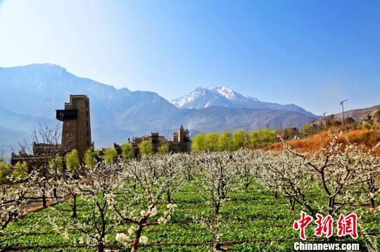 茂县李花风光。　何清海 摄