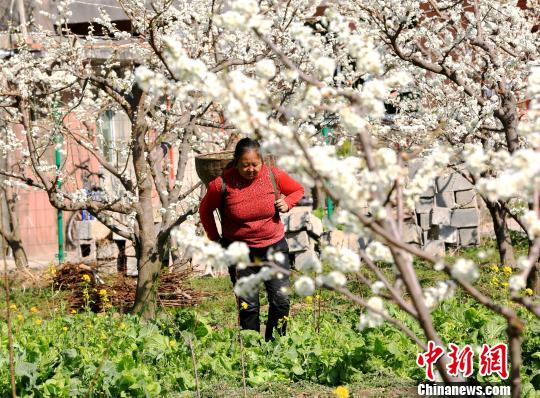 李花下劳作的当地民众。　何清海 摄