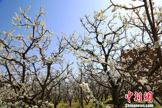 茂县李花风光。　何清海 摄