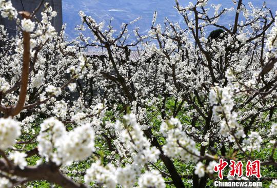 李树花开。　何清海 摄