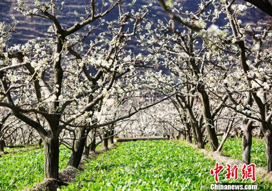 茂县李花风光。　何清海 摄