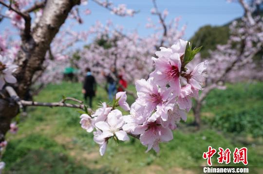 无锡阳山万亩桃林花盛开游人赴“花约”拍照忙