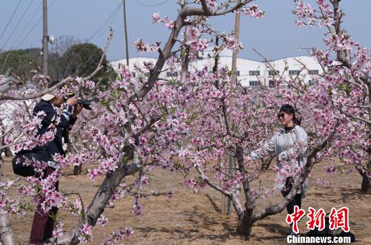 游客们行走于桃林之间，拍照留念。　孙权　摄