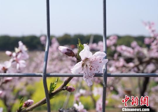 一朵桃花“出墙来”。阳山的桃花今年开放的时间比去年早3天左右。　孙权　摄