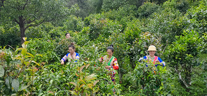 农忙采茶季，村民互帮互助，其乐融融。