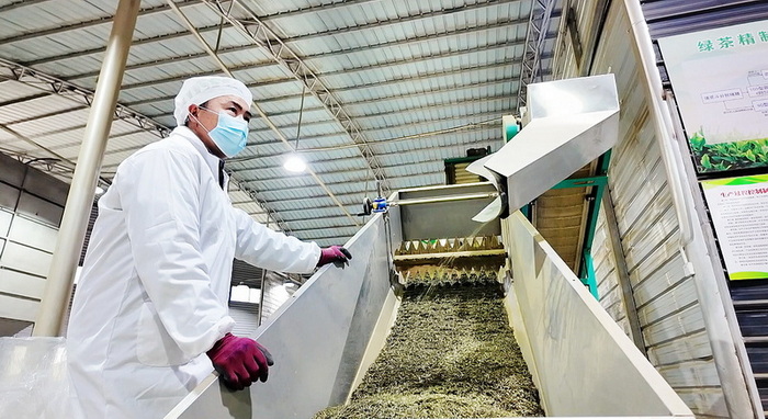 出口夏秋茶加工生产线现场 白钦文摄