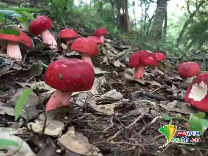 【野生红菇种植技术视频】