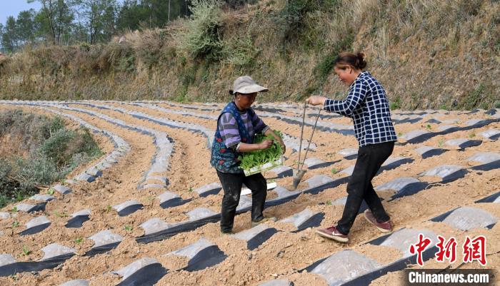 越西县新民镇五福村五福山上村民正在栽种烟叶幼苗。　刘忠俊 摄