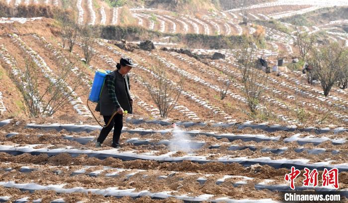 越西县新民镇五福村五福山上村民给干旱的田地浇水。　刘忠俊 摄