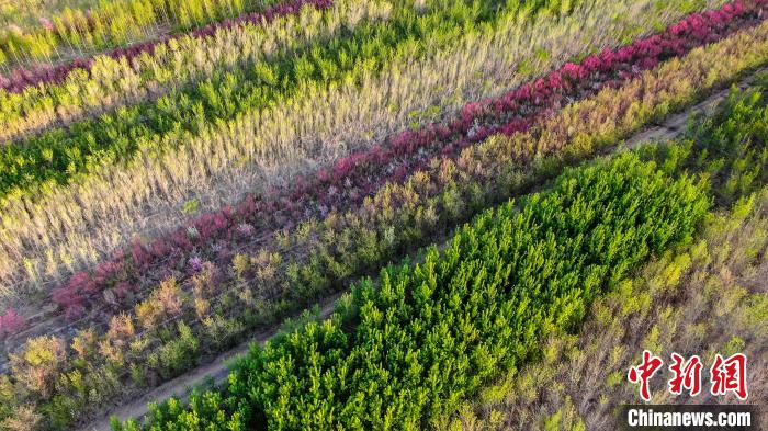 呼图壁县近3万农民从事苗木生产，年销售各类苗木花卉1.5亿株。　陶维明 摄