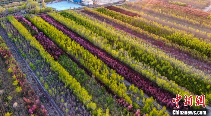 新疆昌吉州呼图壁县是中国西北地区规模最大、销售最广的苗木花卉生产集散基地，被誉为“西部苗都”。　陶维明 摄