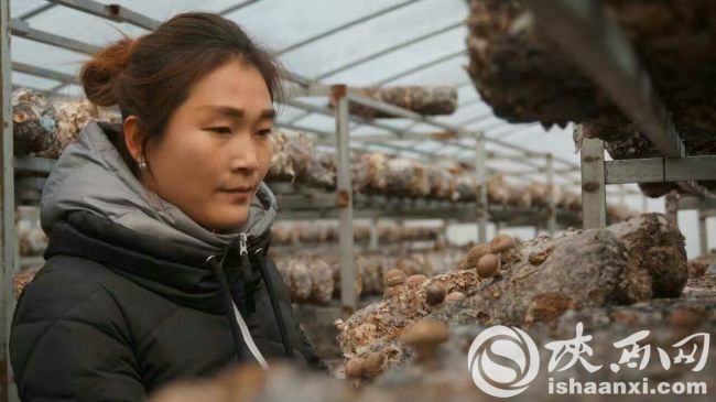 东庄村党支部副书记,阳光菌业创办人罗婵