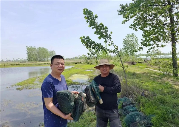 致富经龙虾养殖技术视频_致富经龙虾养殖_致富经养殖小龙虾