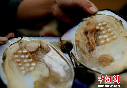 鄱阳湖畔的江西万年县是中国优质淡水珍珠之乡,已有40多年的珍珠养殖历史。　徐声高　摄