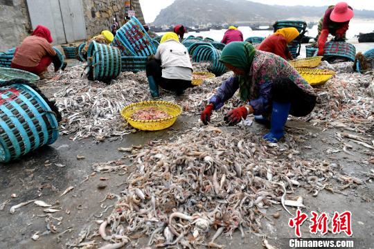渔民将出海捕捞回来的海鲜进行分类。　王东明 摄