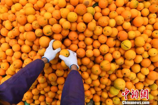 三峡库区果农进入脐橙丰收季