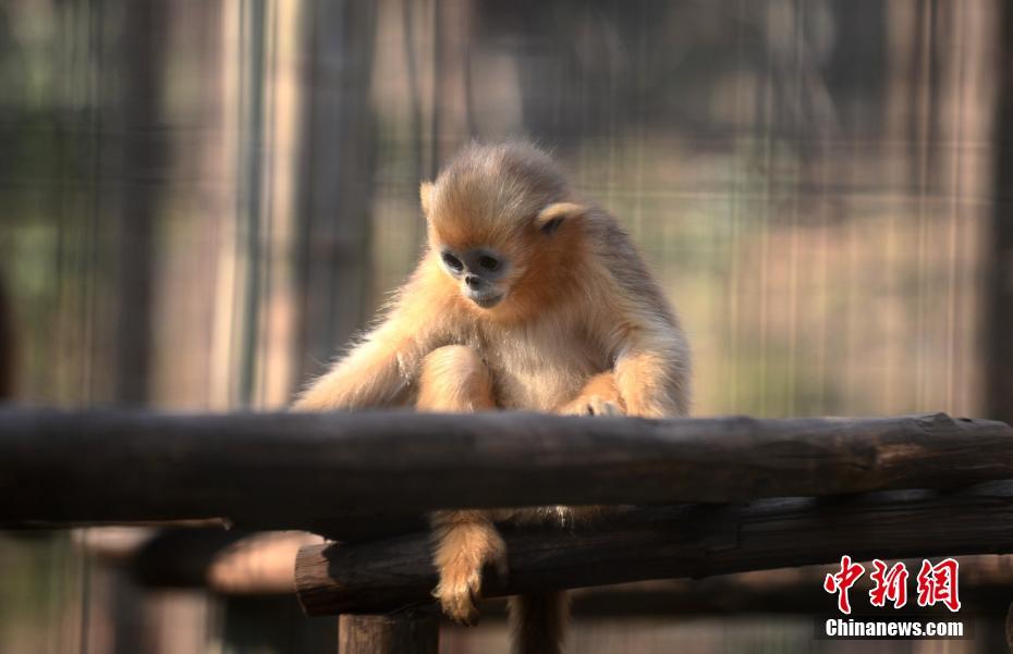 江苏扬州气温回升动物尽享日光浴憨态可掬