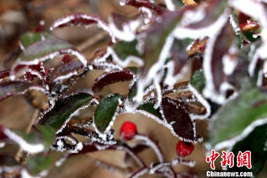 图为晶莹的雾凇覆盖植株。　何家进 摄