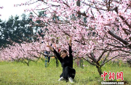 一名游客在桃花树下拍照留影。　姜涛 摄