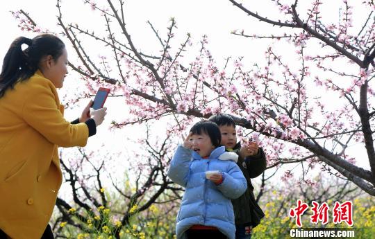 连日来，江西省永修县云凤凰山3000多亩桃花竞相绽放。　姜涛 摄