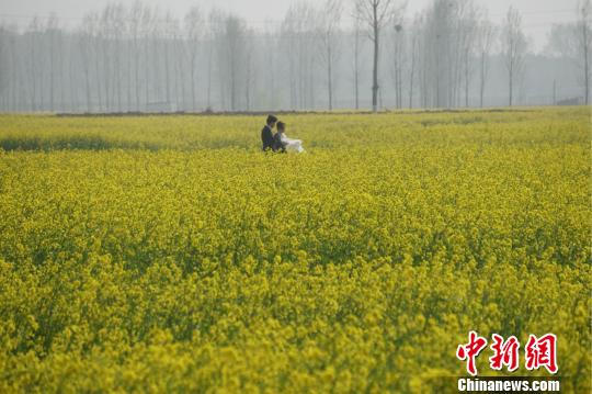 河南方城近万亩油菜花绽放如金色海洋