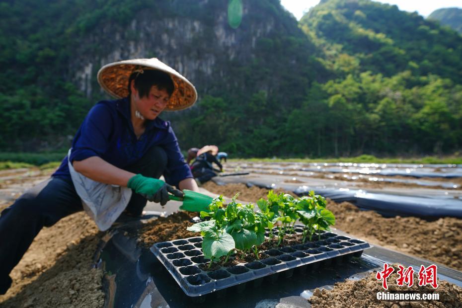 贵州镇宁:农业产业结构调整助农增收