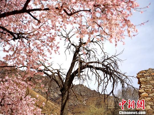 山上盛开的桃花树很多都是上百年的古树 江飞波 摄