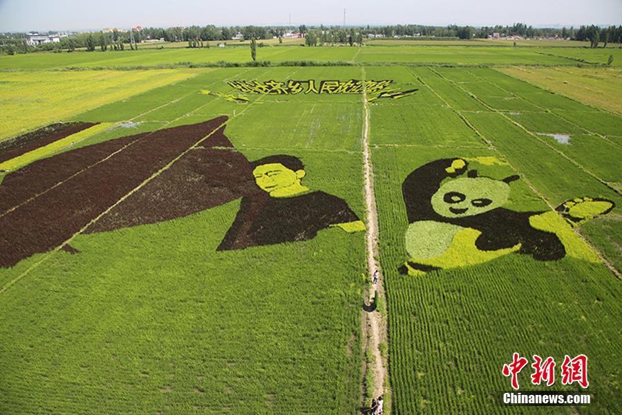 新疆察县绿梦飞扬巨型稻田画惊艳迎宾