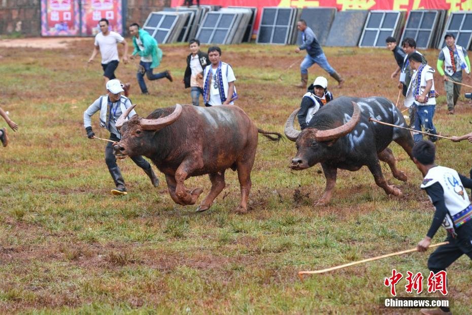 昆明石林上演牛王争霸