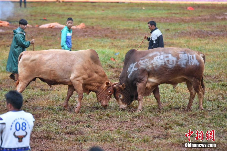 昆明石林上演牛王争霸