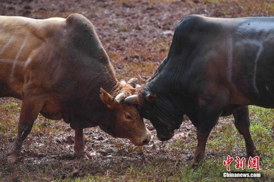 昆明石林上演"牛王争霸"