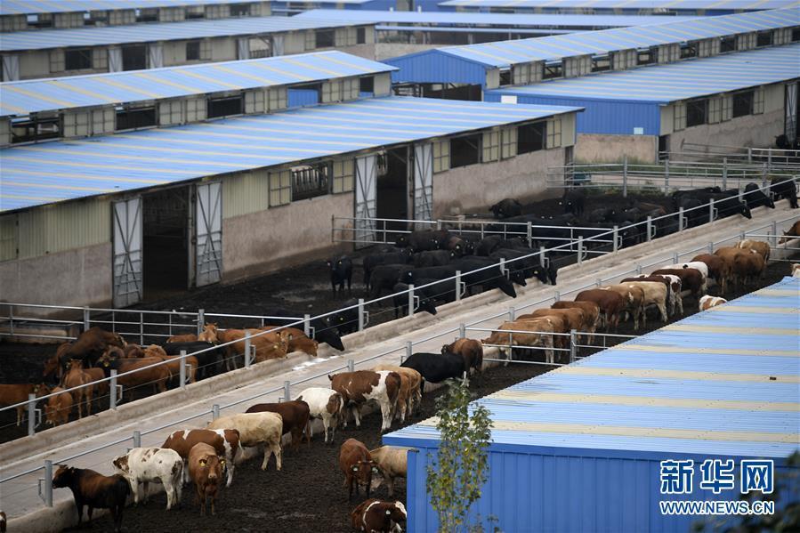 荒滩戈壁上构筑移民生态绿色新家园