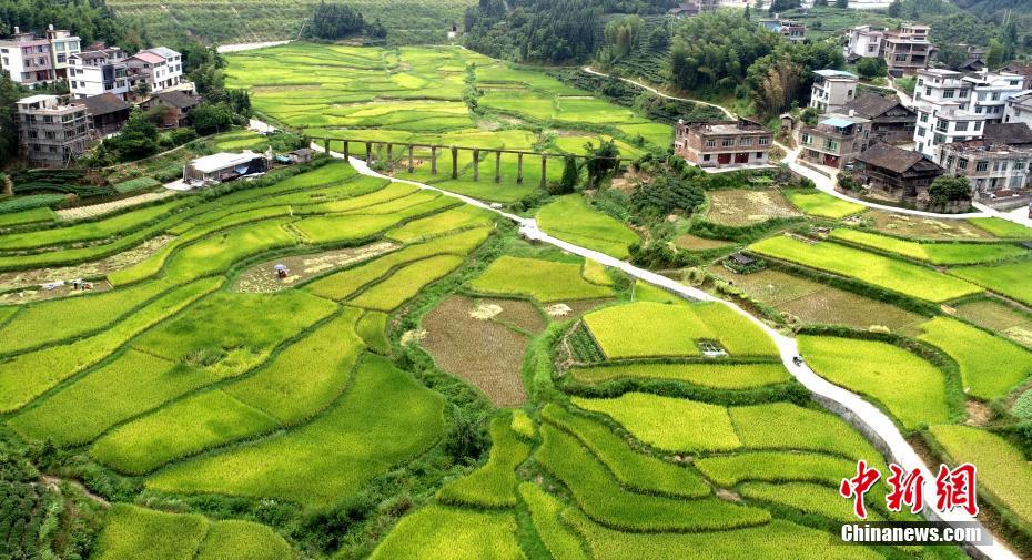 航拍三江侗族自治县古宜镇文大村稻田,农民在收割稻谷. 龚普康 摄