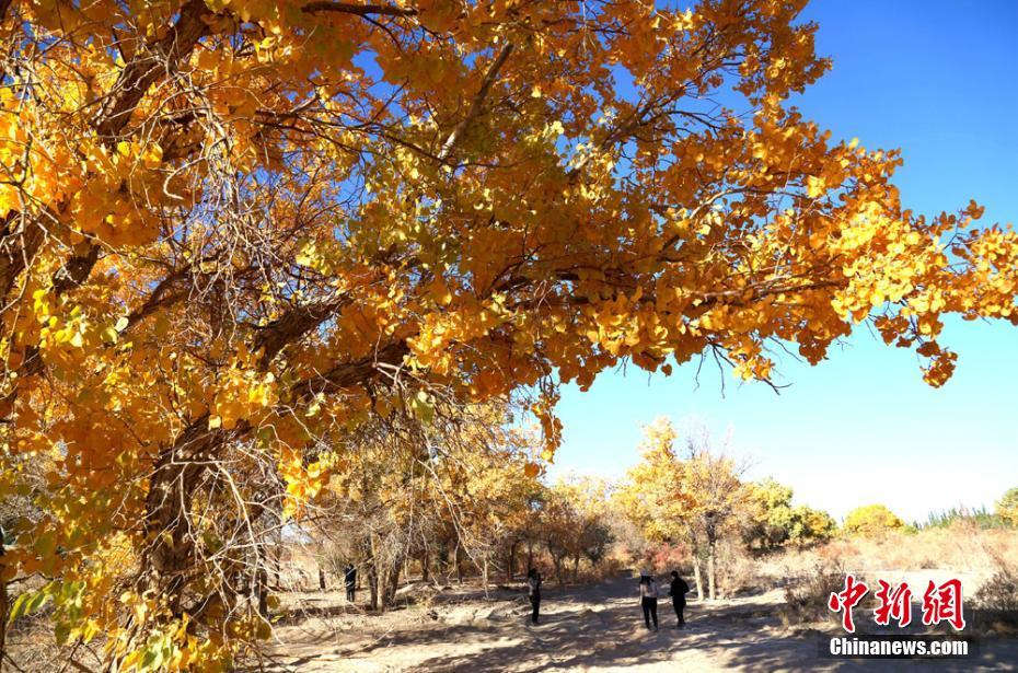 金秋十月甘肃敦煌胡杨林进入最佳观赏期