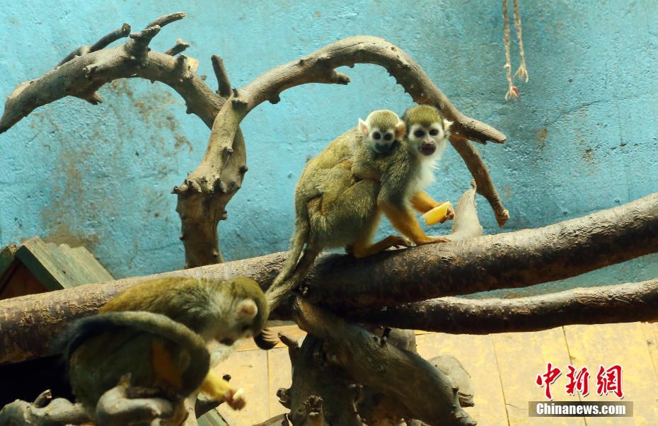 青藏高原野生動物園:動物