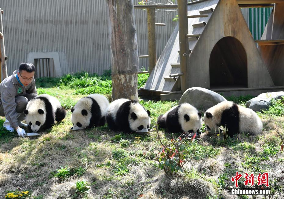 熊貓幼兒園開班了