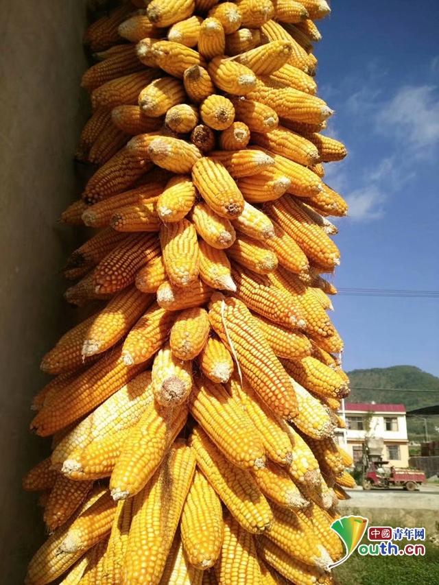 喜迎丰收节十一金黄玉米大丰收