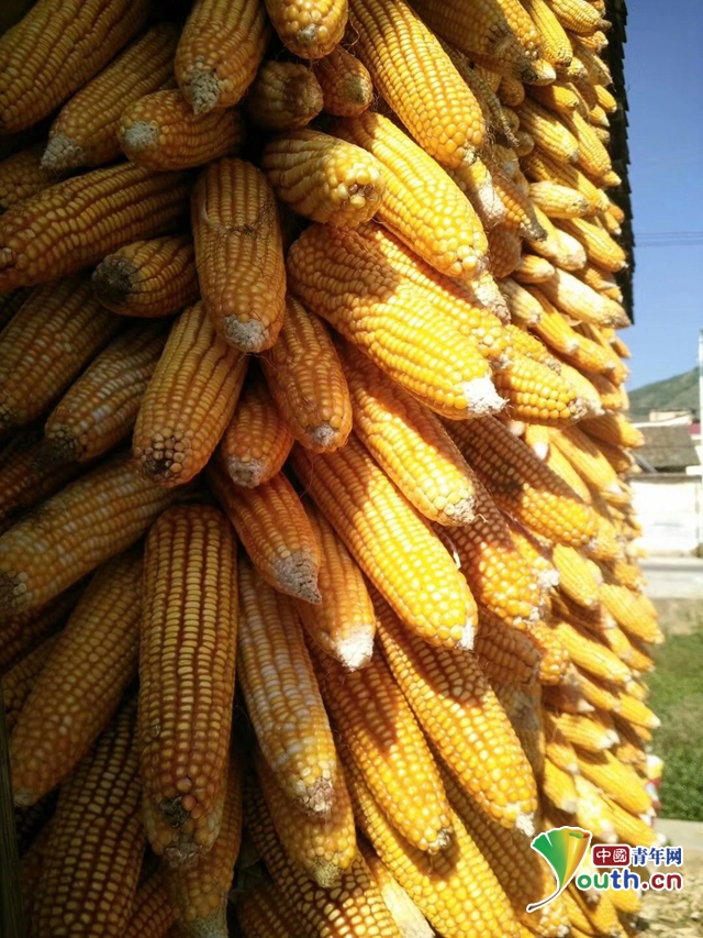 喜迎丰收节十一:金黄玉米大丰收