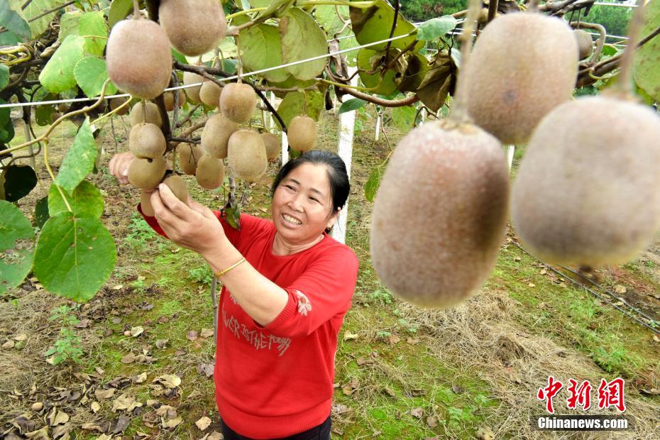 该区兴桥镇泉塘村果业扶贫基地,农民正在采摘猕猴桃.