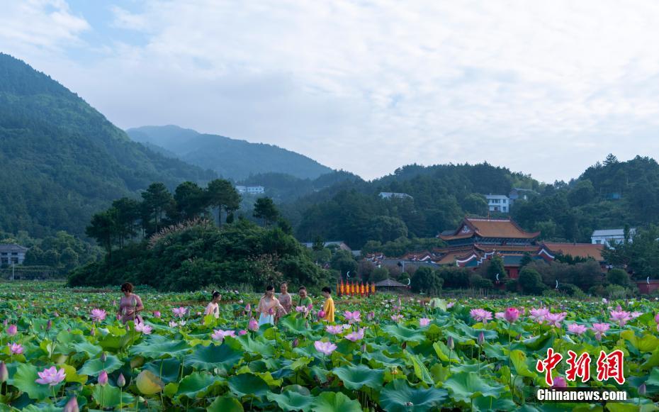 荷你有约南岳衡山山脚百亩荷花竞相开放